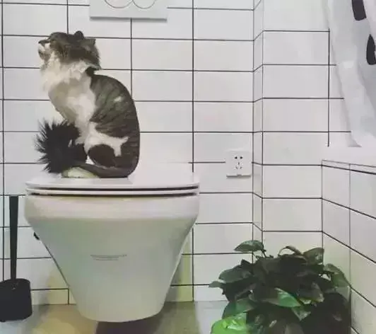 越来越多人都不装老式马桶了，现在流行用它替代，好用又省地！