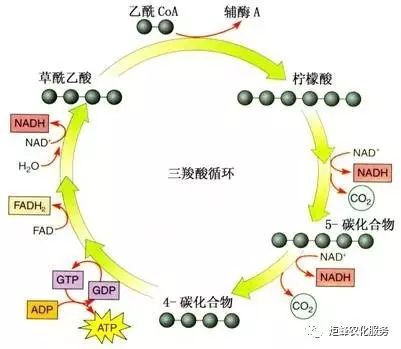 农圣教育:高级农艺师-作物根系生长三要素