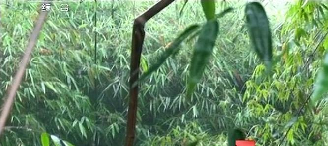 小妃旅 四川泸州竹林白骨案: 生活混乱造就四角畸恋 竹林茂密难掩白骨冤魂