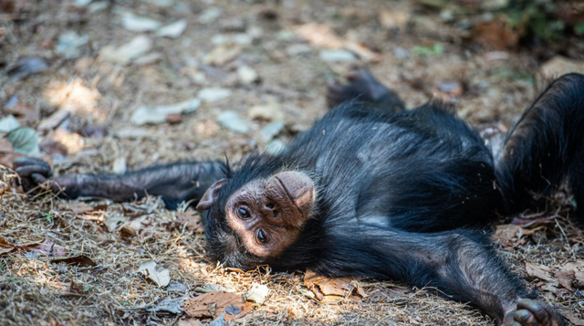 银河系 持续4年的贡贝黑猩猩战争，撕下对手皮肤、摘生殖器只为宣示成功