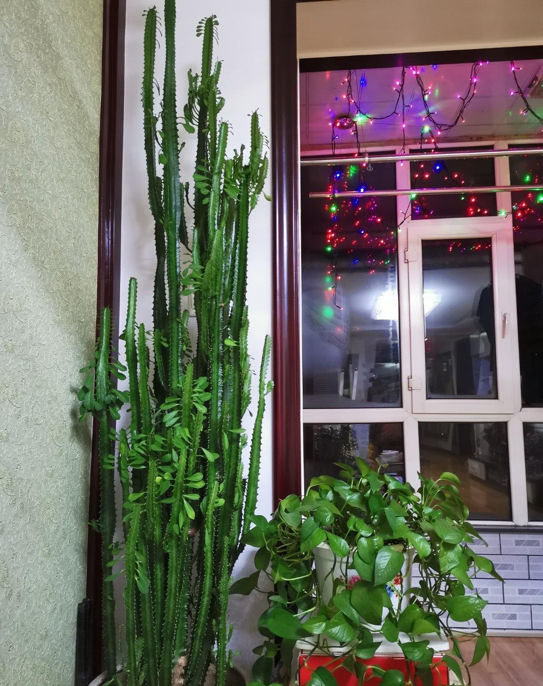 京跃伟哥|外表很丑的花，有人养在家里镇宅，寓意吉利又霸气！还是镇家之宝