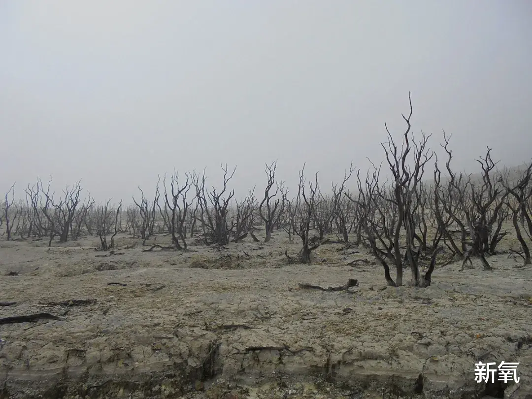 张震|美人无性别，这位男色能让东西方女生全都为他腿软…