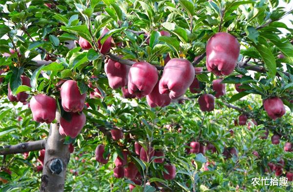 甘肃 未成熟又采收，一斤2元抢着卖，口碑都不要了，网友：滞销怪谁