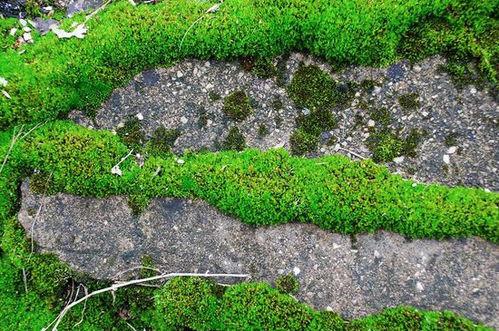 泊庭雪鹭西窗月|夏季，家庭常备药来了！需要时可参考或选用