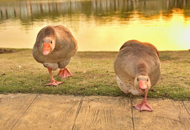 鹅粪能杀蛇,是否有科学道理,为什么蛇会怕大鹅?