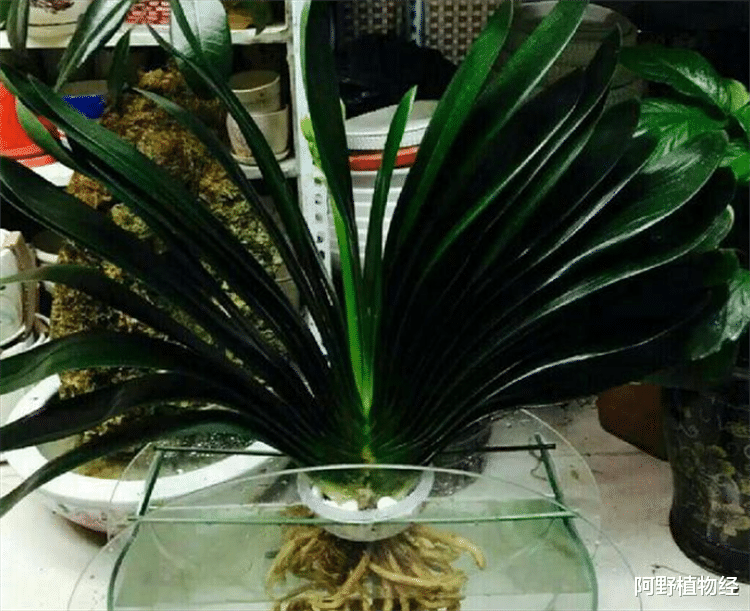 室内适合用水养的18种植物,不用土栽更洁净,方便打理又美观