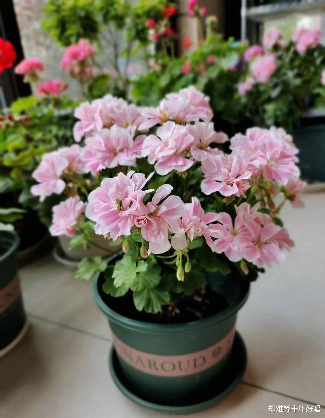 阳台还有位置，养盆“童话故事”吧，颜值高，好养活，四季有花看