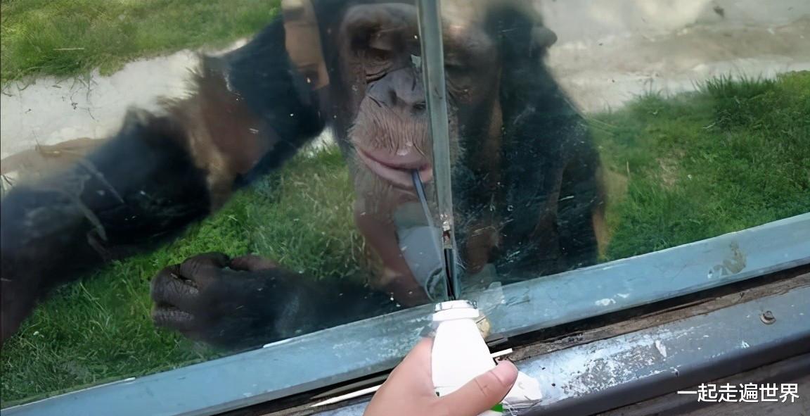 一起走遍世界 笑疼肚子！山东一景区内大猩猩，自备吸管，向游客要奶喝
