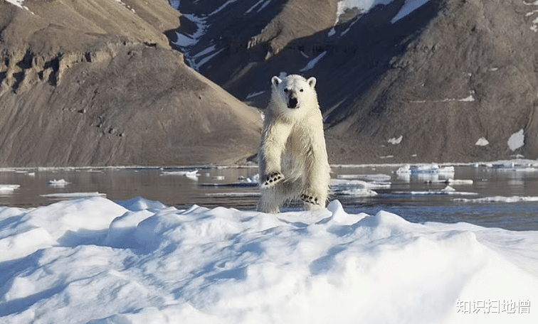 北极熊 北极圈48度，冰川融化破纪录！北极熊多次伤人，丹麦：再来就杀