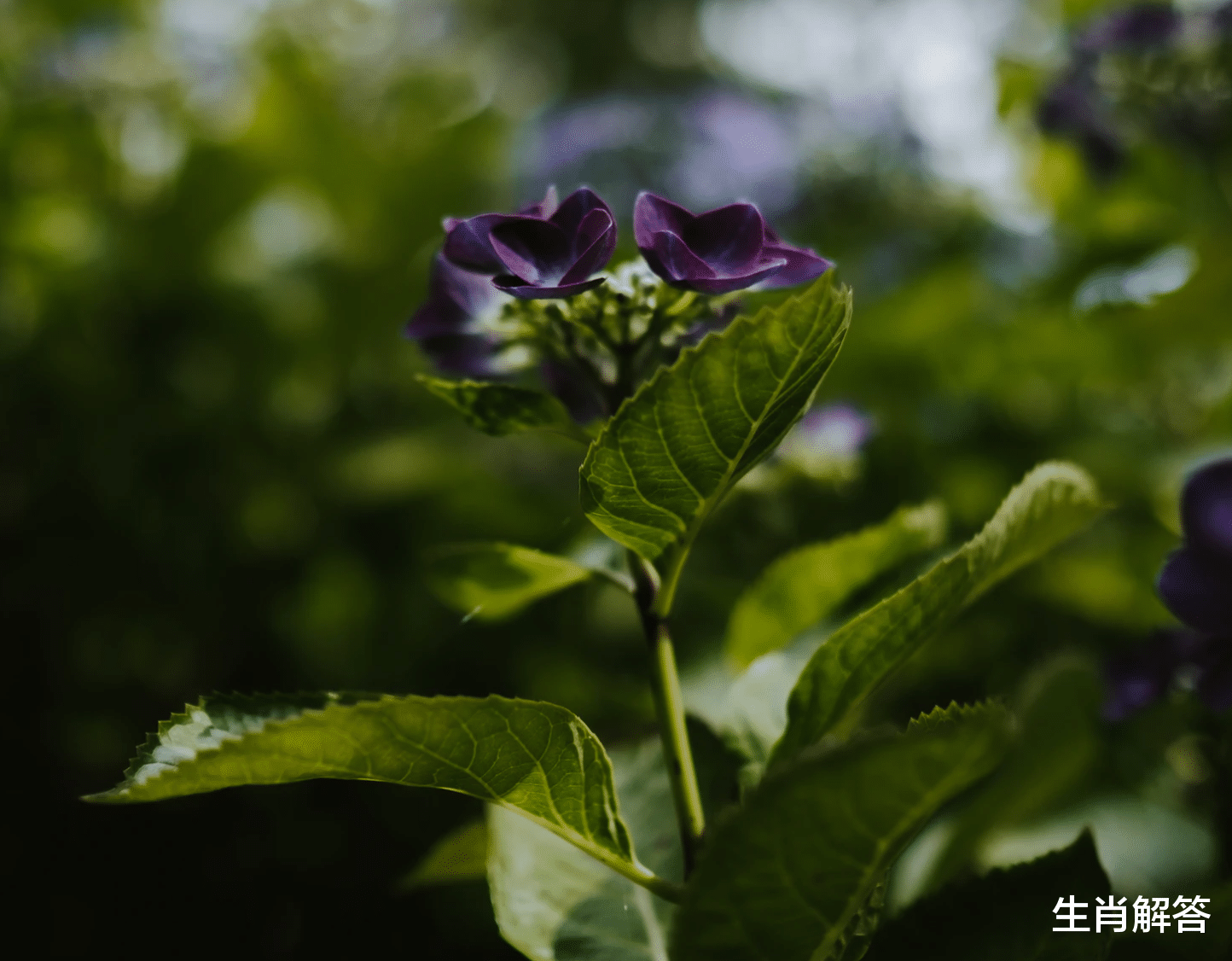 生肖解答|7月底，装满了思念，盛满了爱，3生肖冰释前嫌，旧情人回心转意