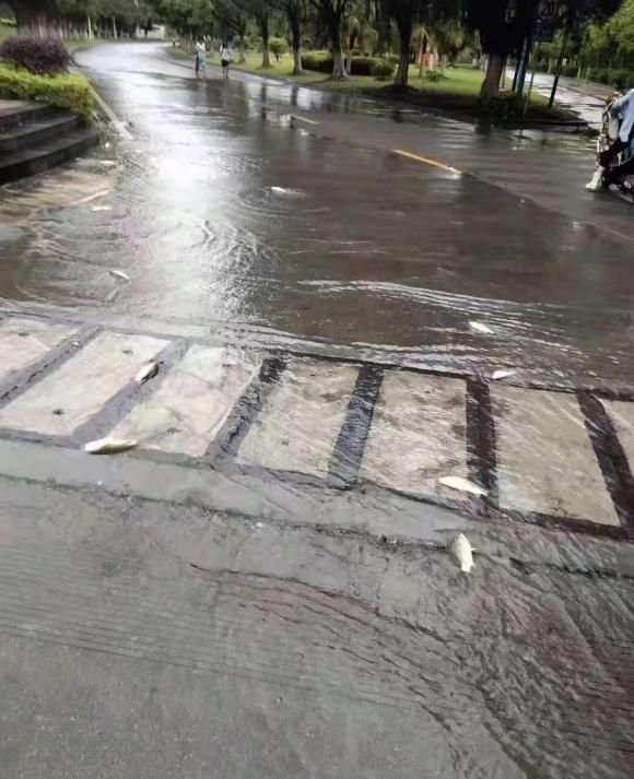 九烈or泥莉 韶关暴雨后，鱼群游入路面无人抓？其实已进入“全城捉鱼”模式