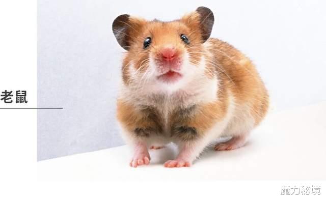 魔力秘境|萨满力量动物详解:老鼠、麝香牛