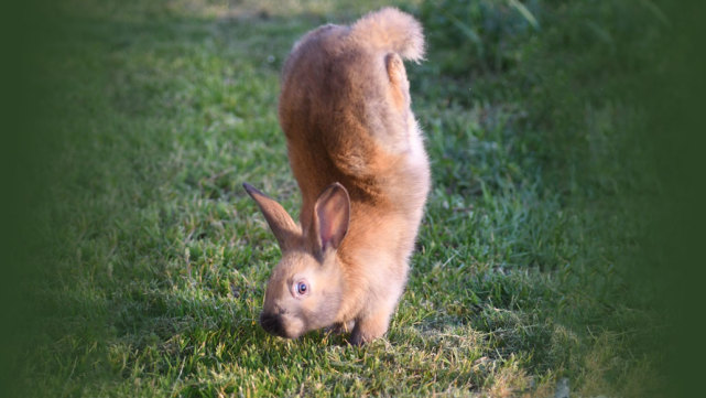 三体 困扰科学家85年的怪胎，四肢最不协调的兔子，不会跳跃而会倒立