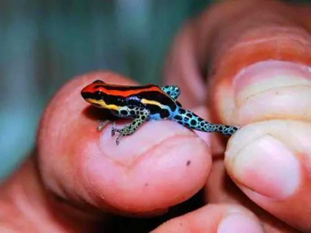 月球 箭毒蛙有多可怕？自身不生产毒素，身上致命剧毒全是吃出来的