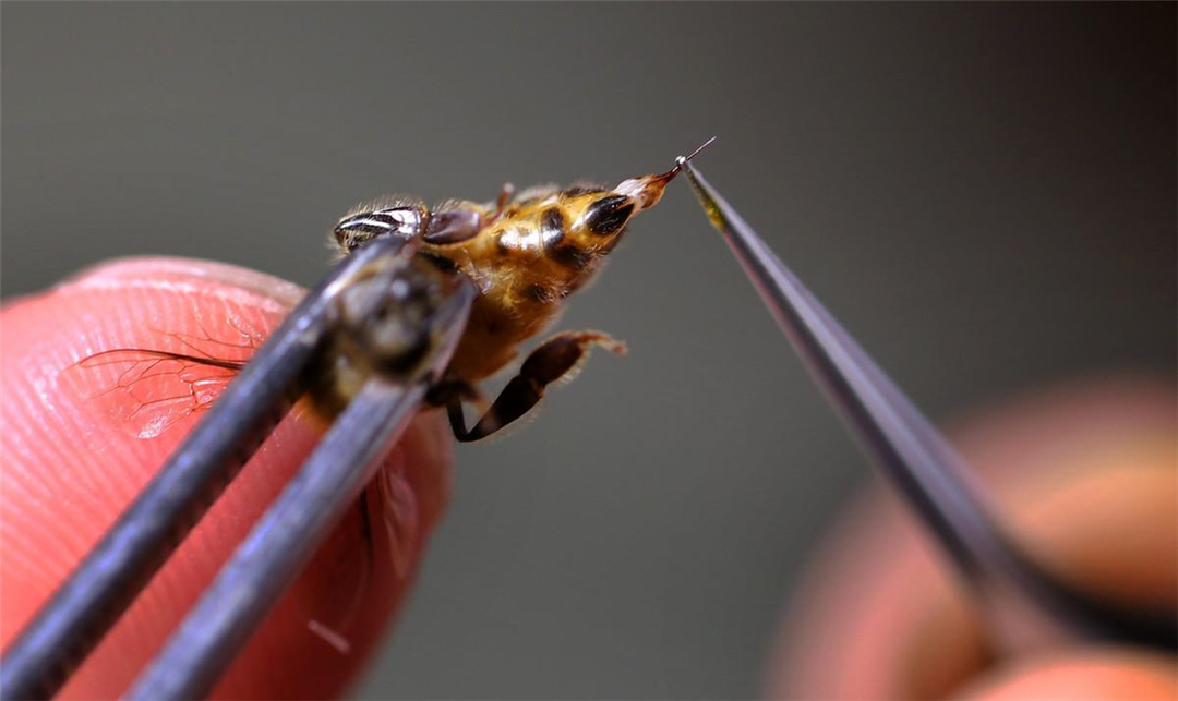 蜜蜂 自然界死得最憋屈的动物！躲过了天敌的追杀，却被自己杀死？