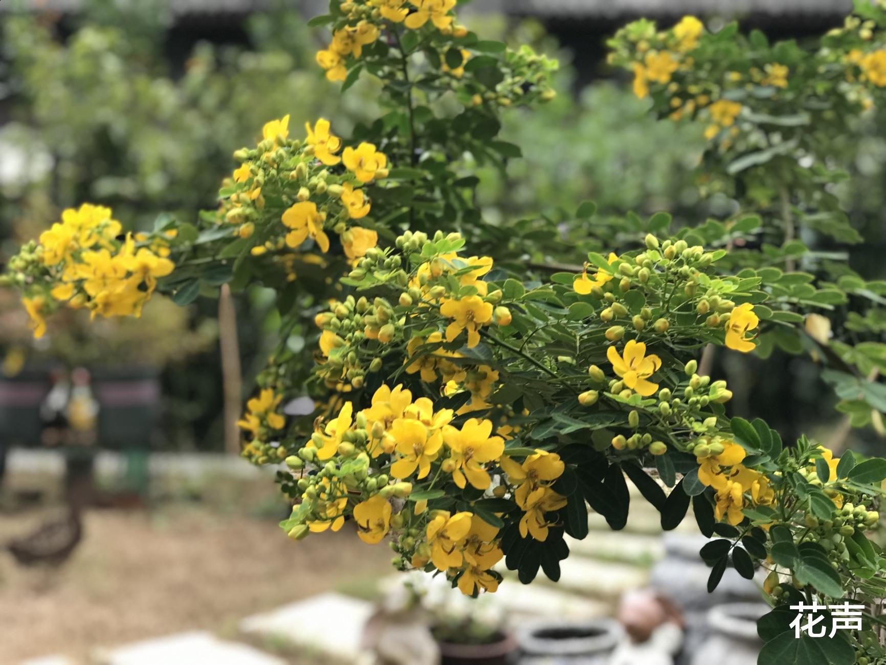 花声 阳台盆栽“新宠”—黄金梅，树姿优雅，花叶俱美，花期五六个月