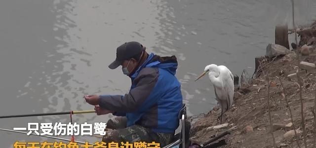 大爷|受伤白鹭遇好心钓鱼大爷，每天都来他身边讨鱼吃，最后吃胖了