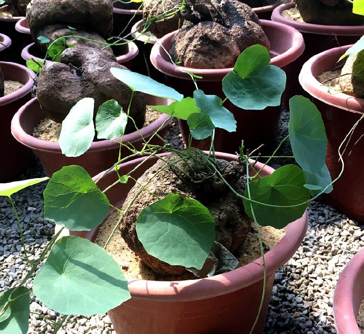 小捌爱花草|客厅摆放“长寿花”，好养又漂亮，知道的人却不多