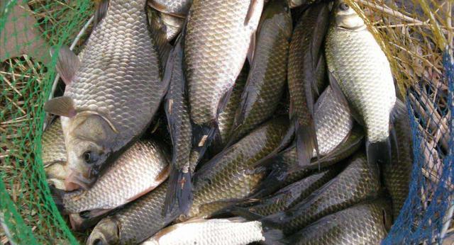 河南|3个人一次钓获鲫鱼40斤,河南一排水沟鲫鱼泛滥,网友:适当索取