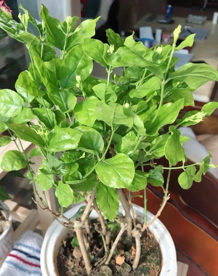 说说家装那点事儿|茉莉花怎么修剪？茉莉开完花，剪剪枝条，保留养分好过冬