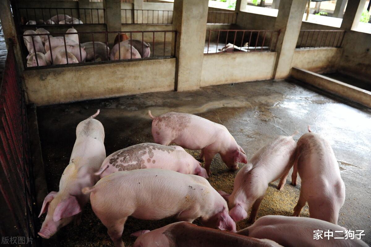 猪价压不住,行情“翻红”再上涨,要重返15元高地?4月13日猪价