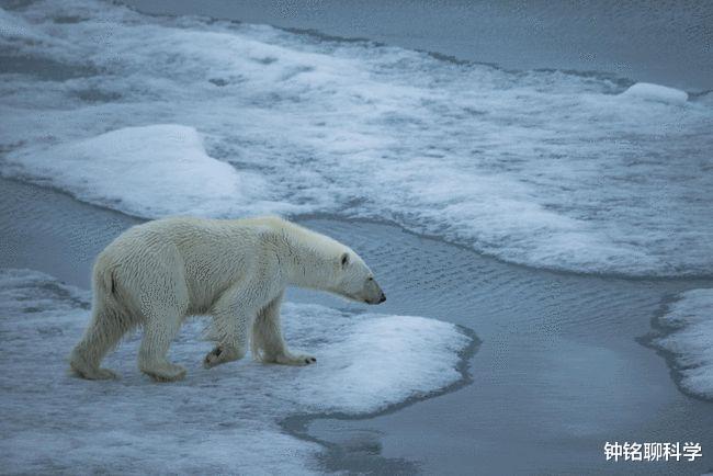 抗体 北极“高烧”不断，史前生物遗骸接连出现，冰封的病菌或将苏醒