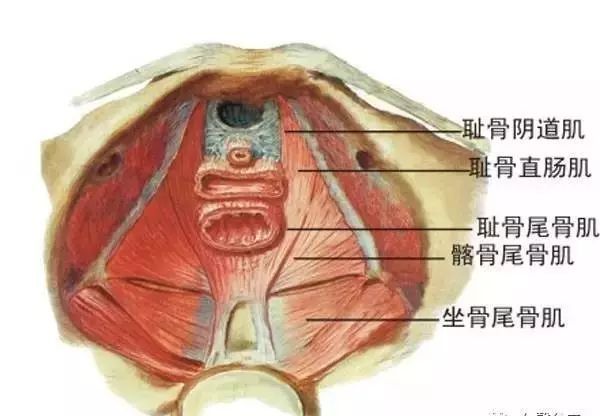 本质上是由于盆底肌松弛造成的.
