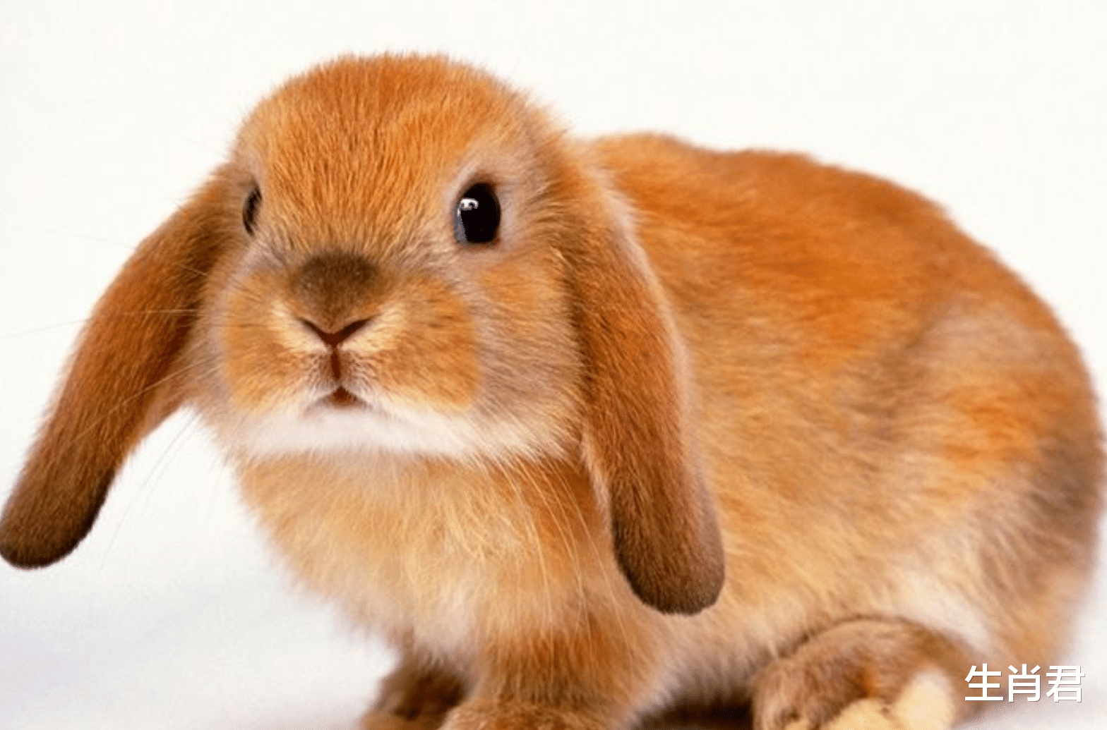 穿衣搭配|接下来半个月，属兔人咸鱼大翻身，抓住天赐良机逆袭职场