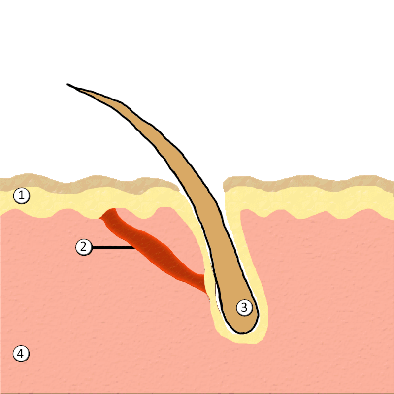 哺乳动物 揭秘：那些人类演化过程中的“多余器官”