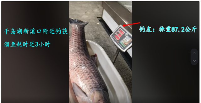 174斤!千岛湖青鱼王被人钓起,可能价值5万,网友:为何不放生?