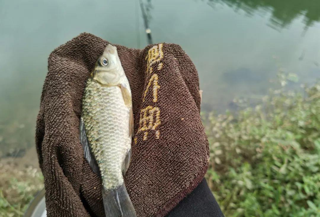 饵料|上几条鱼就停口？冬季野钓最大的难题，唯有这样解决才对路！