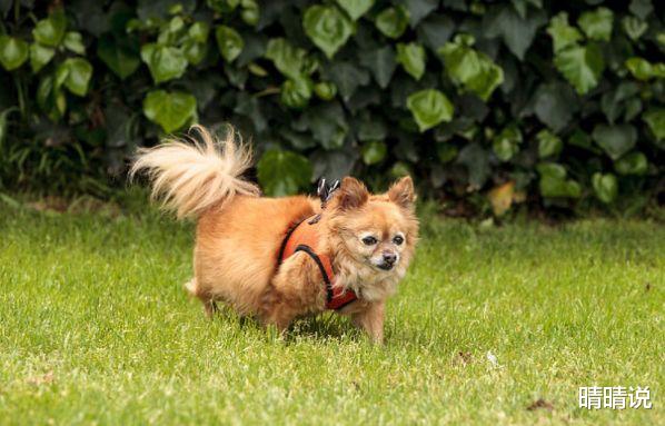 晴晴说|生肖狗，得益于“福禄”生的降临，发展道路上也算是顺风顺水！