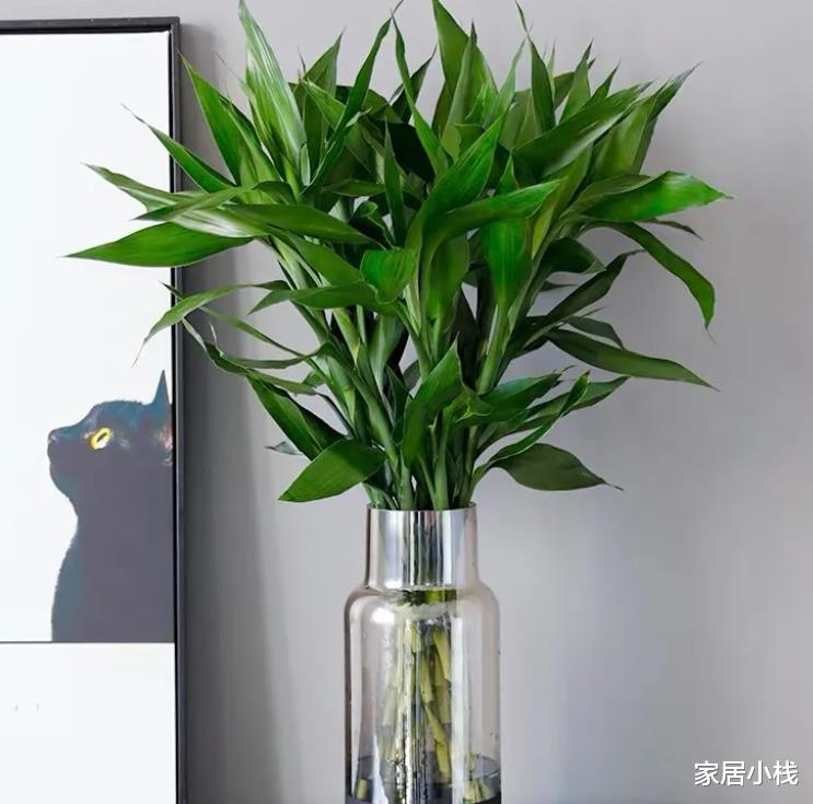 家居小栈|再节俭也要去花市选6种花，价格不贵，养在家里招“财运”