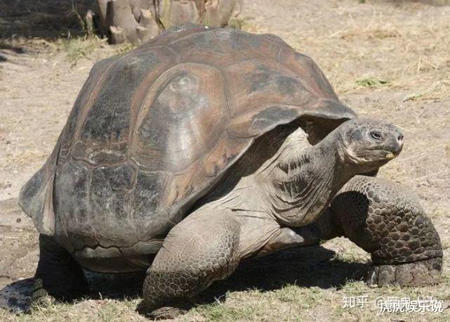 鲨鱼 世上最长寿的脊椎动物，说长命百岁那是在骂鱼，猜它能活多久？