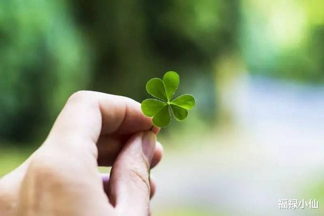 福禄小仙|不爱幻想，注重实际的3生肖，踏实可靠，余生顺遂，手握幸福