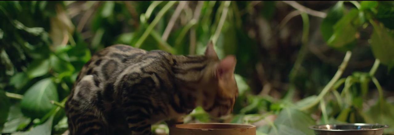 朱亚文|看了朱亚文新剧,连一只流浪猫至少都要2万元,这剧真是认真了