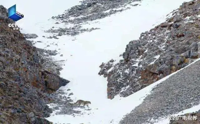 雪豹的冰封王国 《雪豹的冰封王国》：探寻生命意义的纪实奇遇