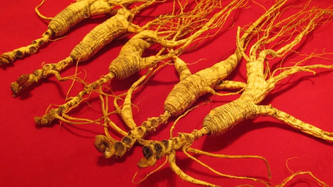 白发|俗话说,“脾胃虚弱百病生”,中医泰斗张锡纯,两种方法调养脾胃