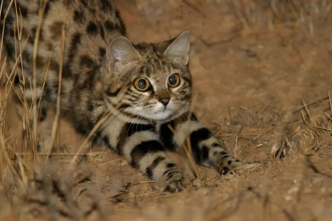黑足猫 非洲最小的猫，猫科捕猎效率最高的“杀戮机器”，被全世界禁养