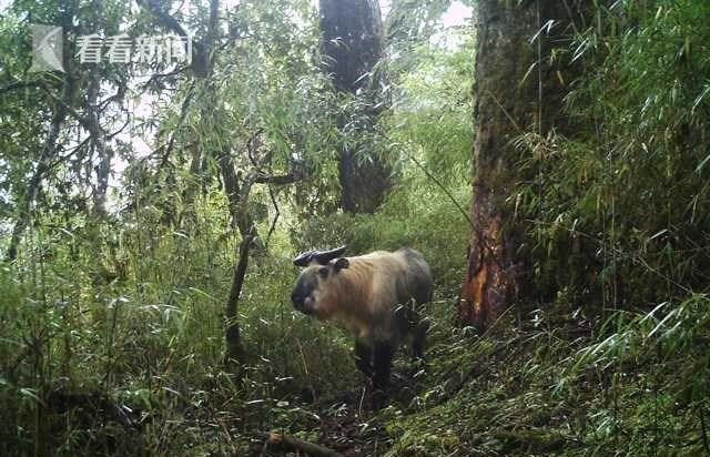 奶豆说育儿|50余只！四川又发现金丝猴新种群，是好还是坏？