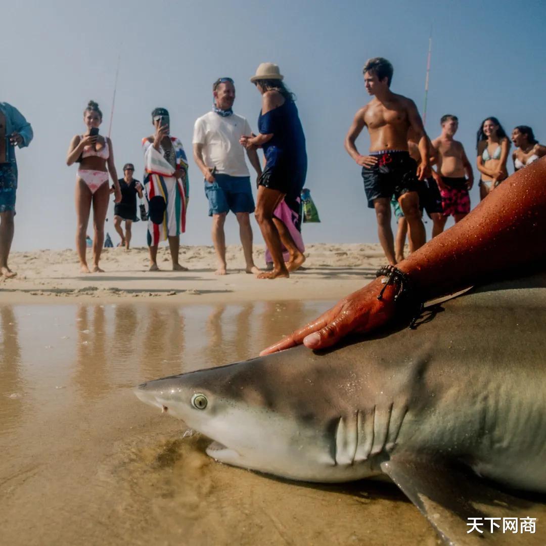 不明物体|如今的钓鱼高手,已经在用无人机钓鲨鱼了