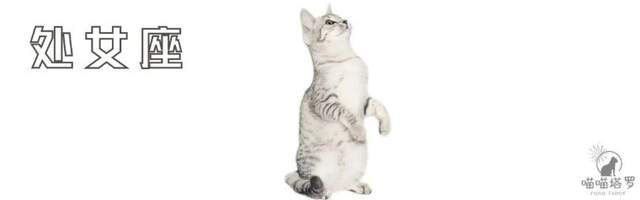 喵喵的塔罗|十二星座运势：8月23日~8月24日