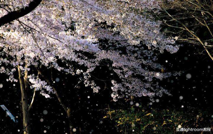 唯美|花瓣飘落照怎么拍,5种方法教你拍出花瓣随风飘落的唯美主题照