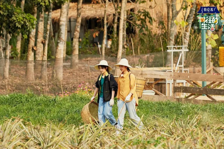 彭昱畅|向往的生活火起来，和彭彭的优秀表现密不可分，也付出了巨大代价