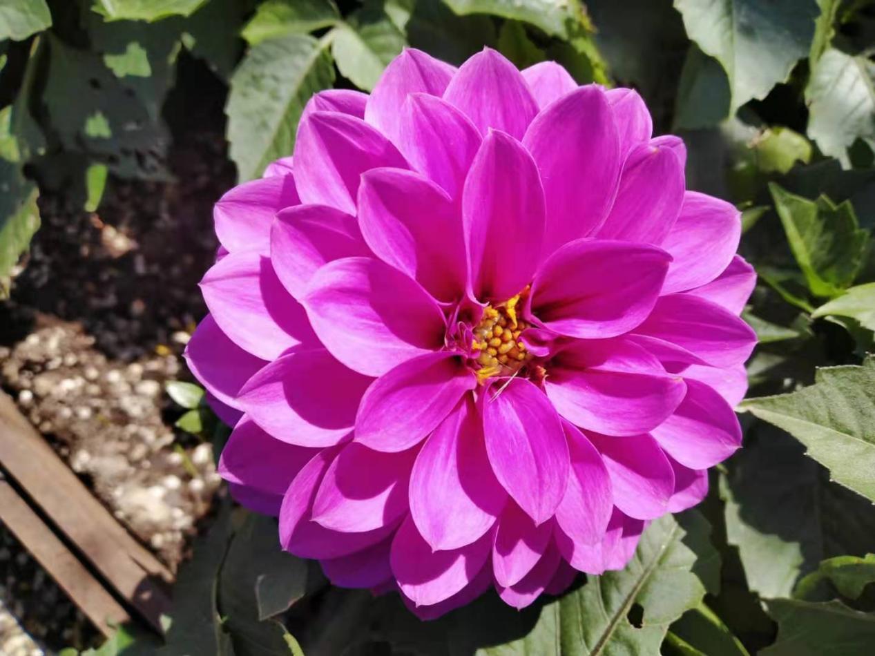 奋发的团子|心若阳光，人生一路都芬芳！