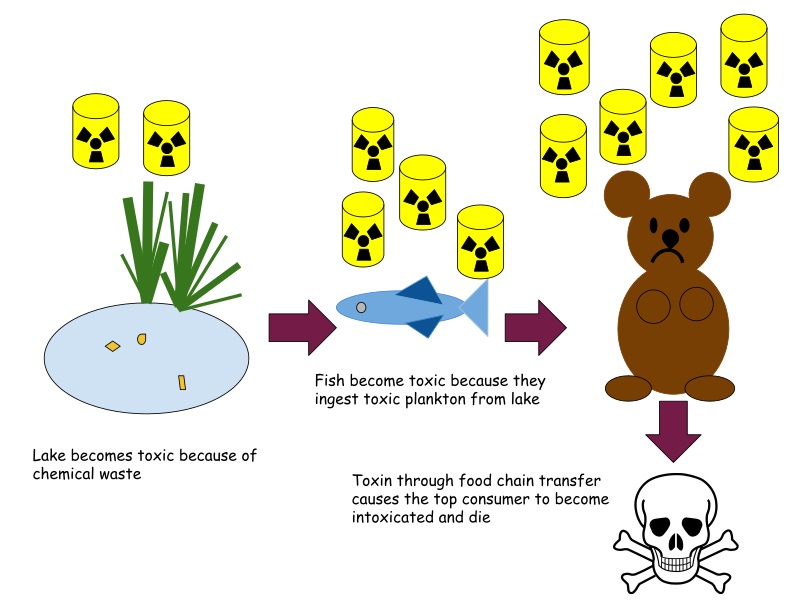 福島核廢水將在57天污染半個太平洋，污染從食物鏈底層向高層富集，漁業受影響，海魚還能吃嗎-圖10