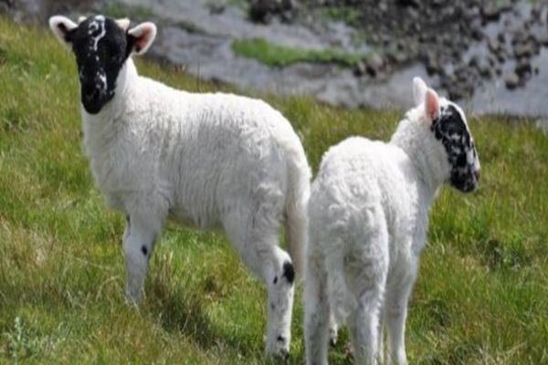 文文趣说|生肖属羊人七月,能够在事业上大展拳脚,事业运越走越旺