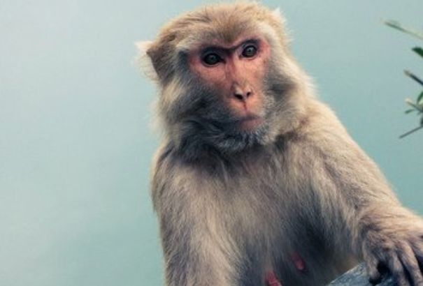 微笑都是一天|生肖猴:七月运势想要好转,需要改变几个缺点