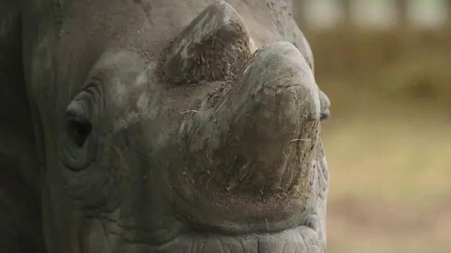 第六次物种大灭绝,人类能否幸免于难?