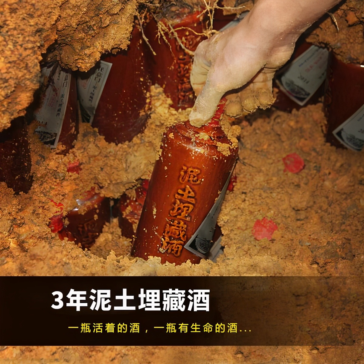 匠心酱香 把酒埋在土里会怎么样？多年之后能喝吗？